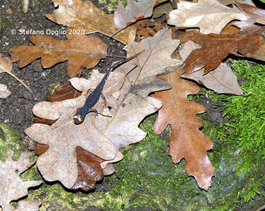 Salamandrina perspicillata nella Campagna Romana